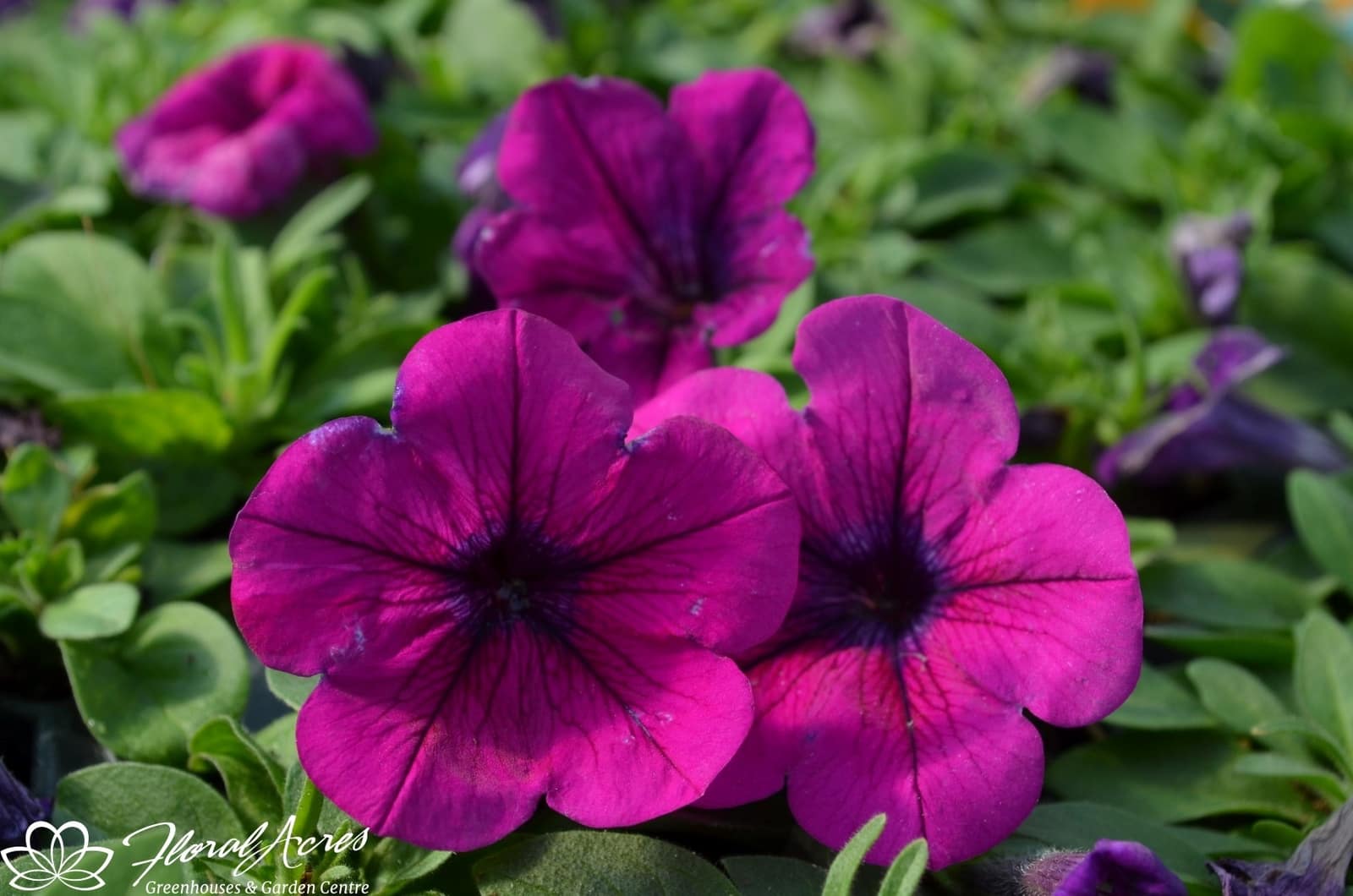 PETUNIA MOUNDED Headliner Starry Sky Burgundy Floral Acres